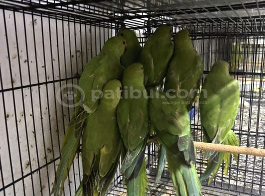 Yavru Pakistan Papağanları