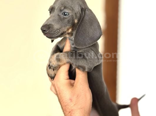 Çi̇ftli̇ği̇mi̇zden Garanti̇li̇ Dacshund Bebekler görsel