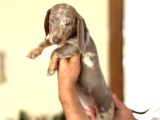 Çi̇ftli̇ği̇mi̇zden Garanti̇li̇ Dacshund Bebekler