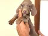 Çi̇ftli̇ği̇mi̇zden Garanti̇li̇ Dacshund Bebekler
