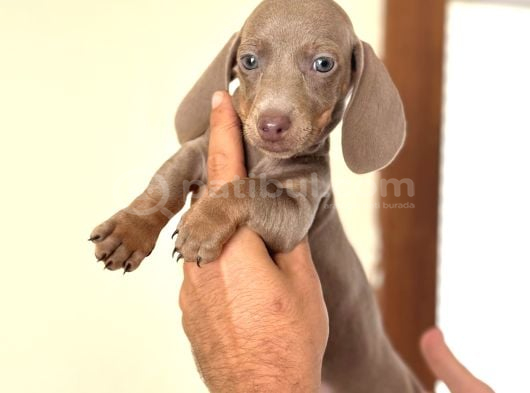 Çi̇ftli̇ği̇mi̇zden Garanti̇li̇ Dacshund Bebekler