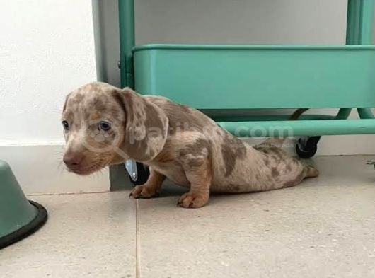 Isabella Merle Özel Dacshund Bebekler görsel