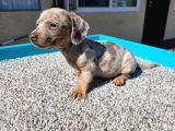 Isabella Merle Özel Dacshund Bebekler