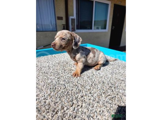 Isabella Merle Özel Dacshund Bebekler görsel