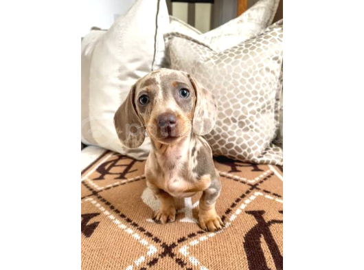 Isabella Merle Özel Dacshund Bebekler