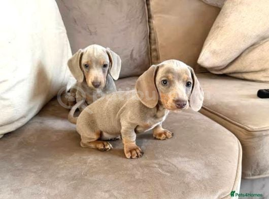 Isabella Merle Özel Dacshund Bebekler görsel