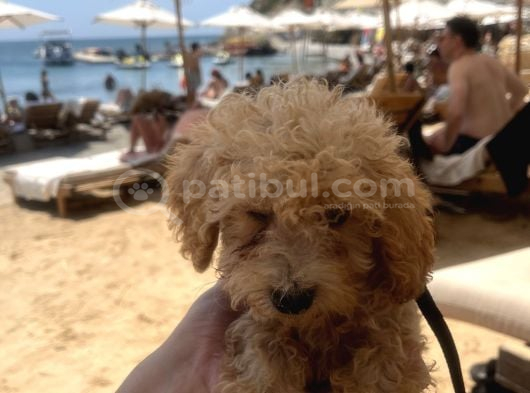Dünya Tatlısı Apricot Toy Poodle görsel