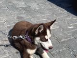Sibirya Kurdu Husky Yavru