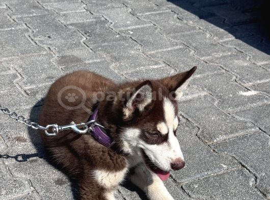 Sibirya Kurdu Husky Yavru