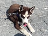 Sibirya Kurdu Husky Yavru