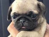 Pug Yavrularımız Yeni Yuvalarını Arıyor