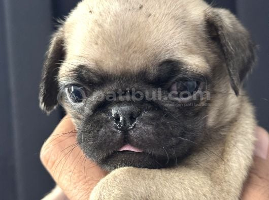 Pug Yavrularımız Yeni Yuvalarını Arıyor