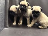 Pug Yavrularımız Yeni Yuvalarını Arıyor