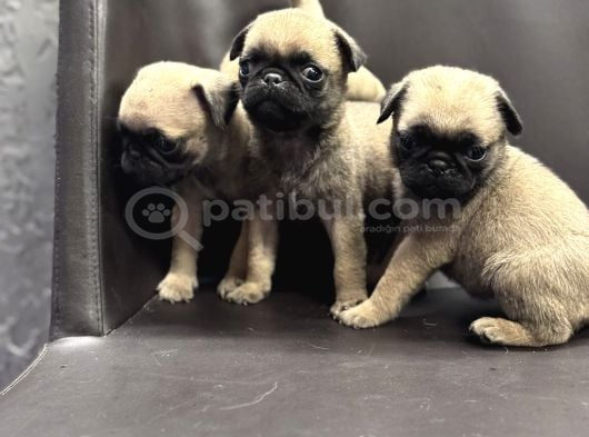 Pug Yavrularımız Yeni Yuvalarını Arıyor görsel