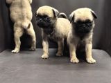 Pug Yavrularımız Yeni Yuvalarını Arıyor