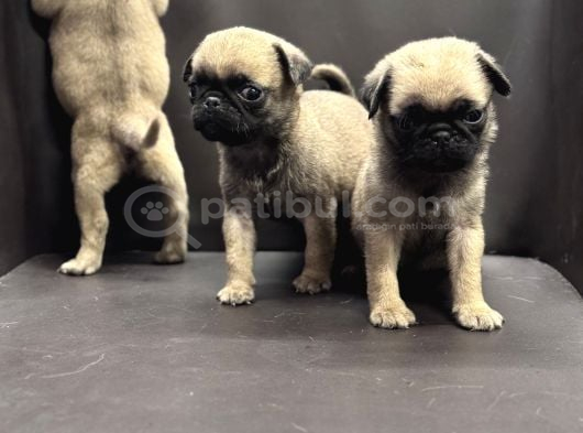 Pug Yavrularımız Yeni Yuvalarını Arıyor görsel