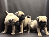 Pug Yavrularımız Yeni Yuvalarını Arıyor