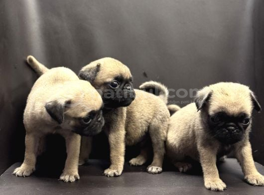 Pug Yavrularımız Yeni Yuvalarını Arıyor görsel