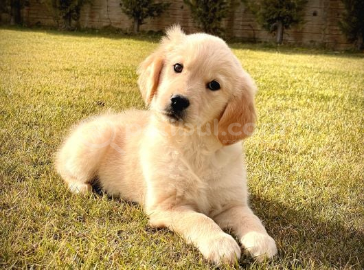 Baby Face Ameri̇kan Golden Retri̇ever görsel