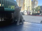 Top Kafa Çok Güzel British Shorthair Yavrumuz
