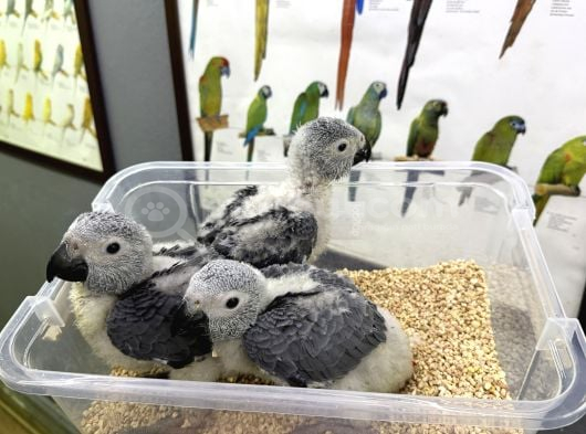 Bebek Yavru Jako Papağanlarimiz görsel