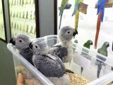 Bebek Yavru Jako Papağanlarimiz