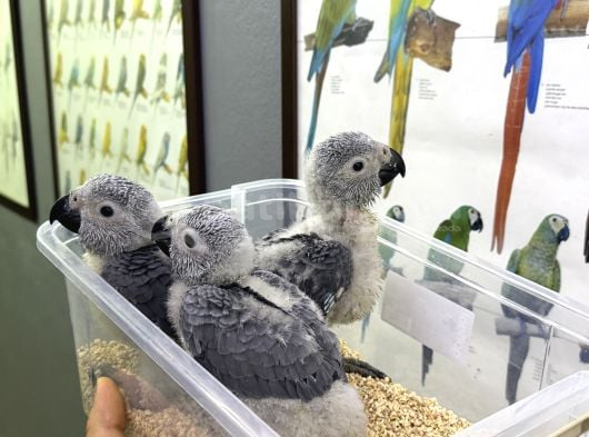 Bebek Yavru Jako Papağanlarimiz görsel