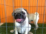 Irk Garantili Pug Yavrular