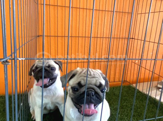 Irk Garantili Pug Yavrular görsel