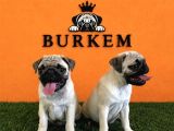 Irk Garantili Pug Yavrular