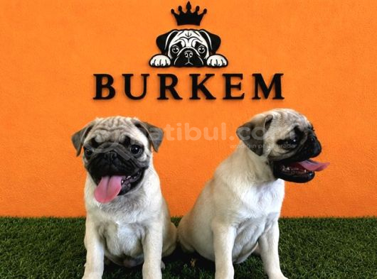 Irk Garantili Pug Yavrular