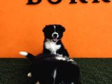 Irk Garantili Hakiki Border Collie
