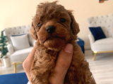 Mini Toy Poodle