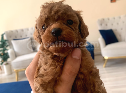 Mini Toy Poodle görsel