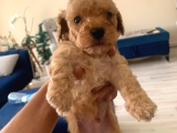 Mini Toy Poodle
