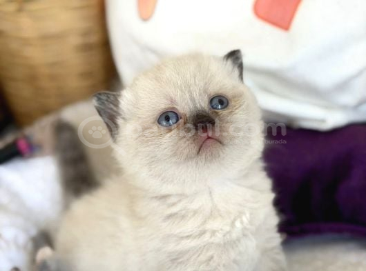 Safkan Blue Point Yavrularımız görsel