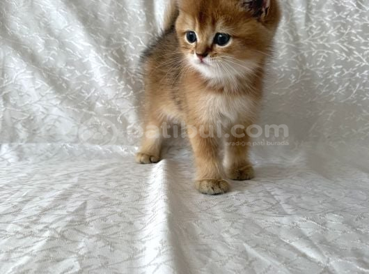 Golden Güzelleri Ilanda görsel