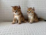 Golden Güzelleri Ilanda
