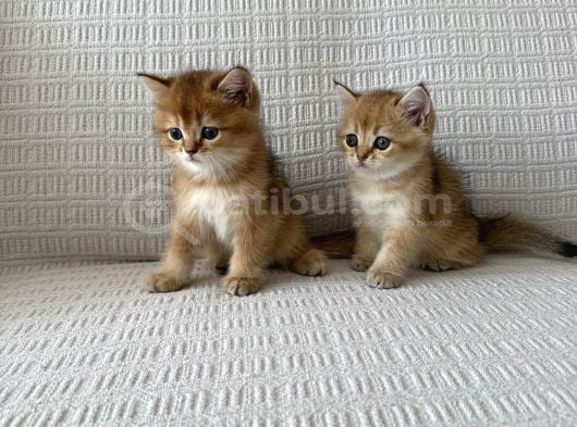 Golden Güzelleri Ilanda görsel