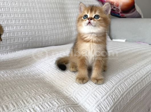 Golden Güzelleri Ilanda görsel
