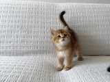 Golden Güzelleri Ilanda