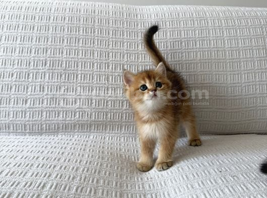 Golden Güzelleri Ilanda