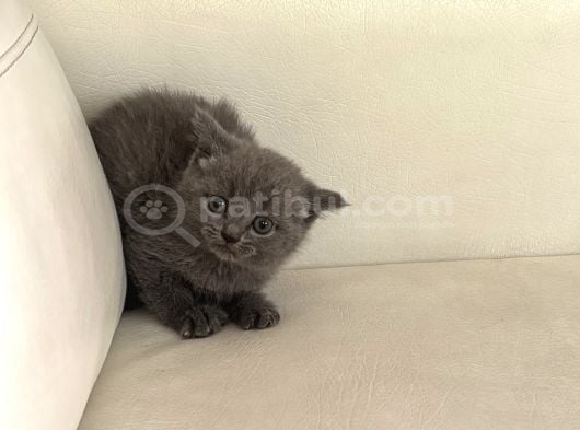 52 Günlük Sahiplenilmeye Hazır Yavrularımız görsel