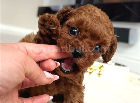 Bi̇blo Gi̇bi̇ Toy Poodle Yavrularimiz