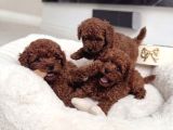 Bi̇blo Gi̇bi̇ Toy Poodle Yavrularimiz