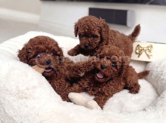 Bi̇blo Gi̇bi̇ Toy Poodle Yavrularimiz görsel