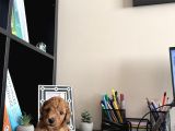 Toy Poodle Di̇şi̇ İstanbul