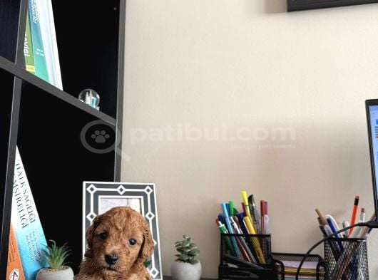 Toy Poodle Di̇şi̇ İstanbul görsel