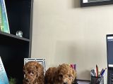 Toy Poodle Di̇şi̇ İstanbul
