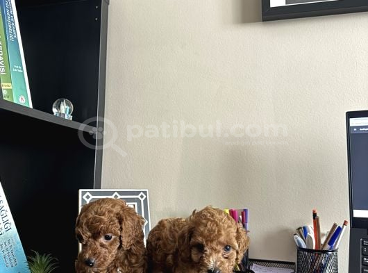 Toy Poodle Di̇şi̇ İstanbul görsel